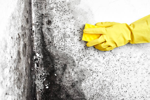 Best Mold Removal Company Near Me  in Anderson, CA