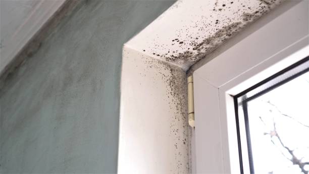 Best Mold Cleaning Services  in Anderson, CA