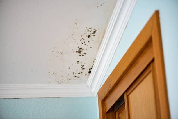 Best Commercial Mold Removal  in Anderson, CA