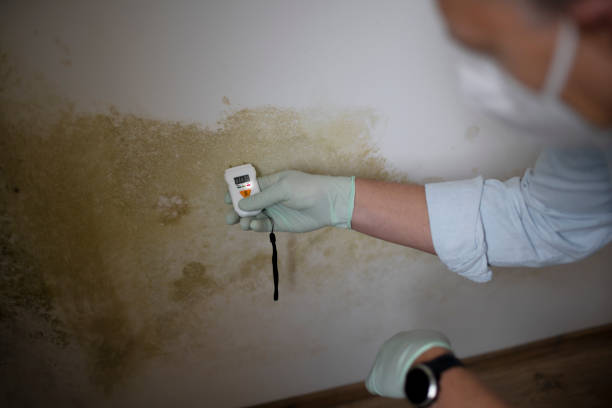 Best Local Mold Removal Service  in Anderson, CA