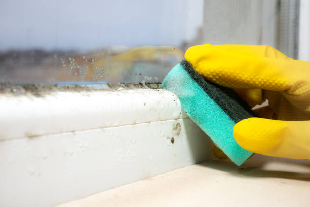 Best Certified Mold Removal  in Anderson, CA