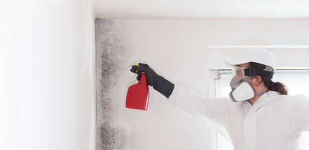 Best Same-Day Mold Removal  in Anderson, CA