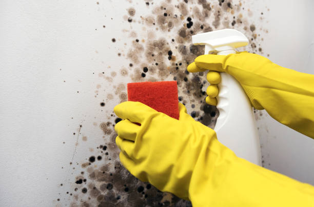 Best Mold Damage Repair  in Anderson, CA