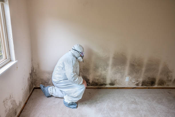 Best Fast Mold Removal  in Anderson, CA