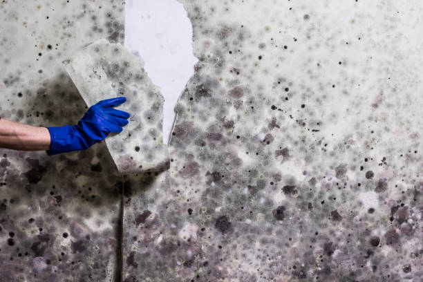Best Mold Removal Specialists  in Anderson, CA